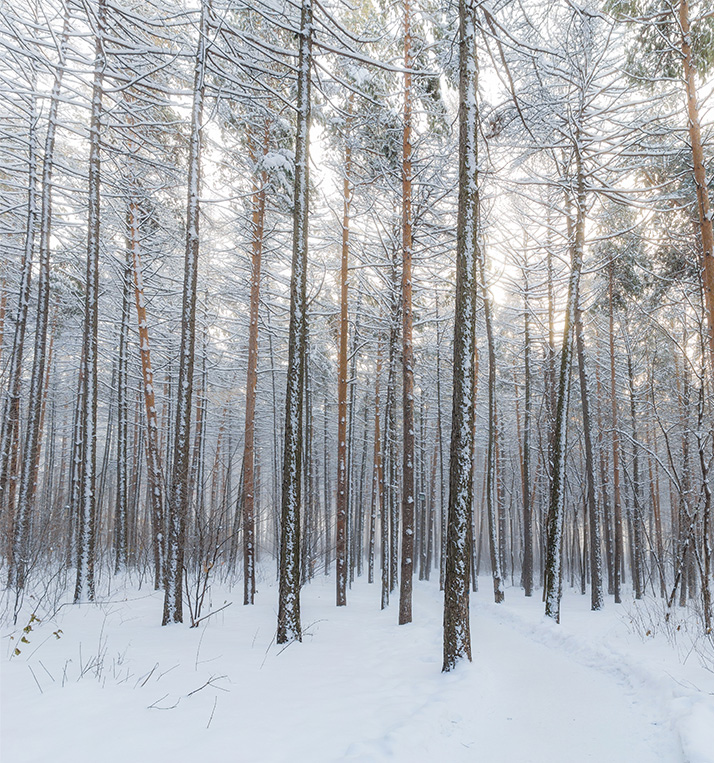 winter-gellary-4